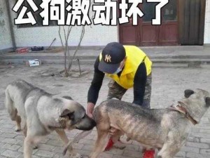 为什么要羞辱调教光屁股贱母狗？如何正确引导这种行为？