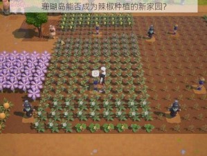 珊瑚岛能否成为辣椒种植的新家园？