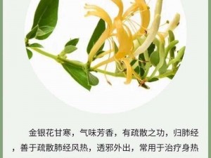 双管齐下 TXL 金银花的正确使用方法是什么？