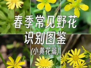 野花日本韩国大全免费版 6，收录大量日韩两国野花资源，高清画质，无广告骚扰，免费观看