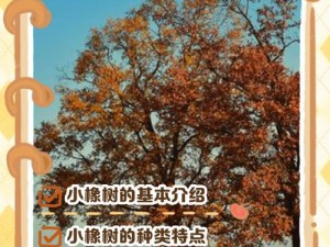 神树小奇兵：橡树子获取秘籍大揭秘