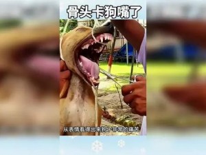 家狗狗卡在我里面痛怎么办-：家狗狗卡在我里面痛，我该怎么办？