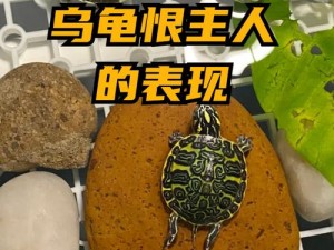 公的大龟慢慢挺进我的体内_乌龟入侵私密部位，我该怎么办？