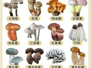 蘑菇的秘密：17c 爆料独家揭秘为何-怎样挑选蘑菇？