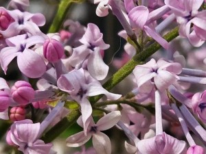 丁香花高清在线观看【丁香花高清在线观看，感受绝美视觉盛宴】