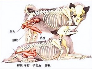 狗狗的东西为什么这么大？如何选择适合的产品？这里有你需要的图片