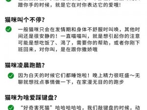 为什么你的猫咪总是对其他猫咪感兴趣？如何让你的猫咪不再追逐其他猫咪？色猫为什么总是喜欢追逐其他猫咪？