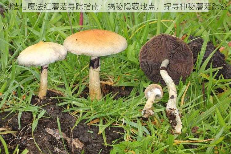 创造与魔法红蘑菇寻踪指南：揭秘隐藏地点，探寻神秘蘑菇踪迹