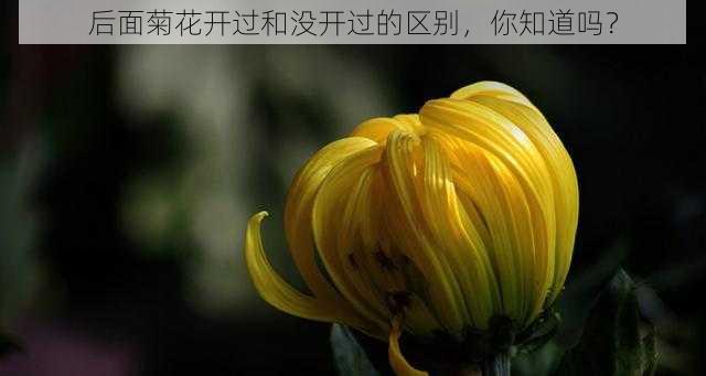 后面菊花开过和没开过的区别，你知道吗？