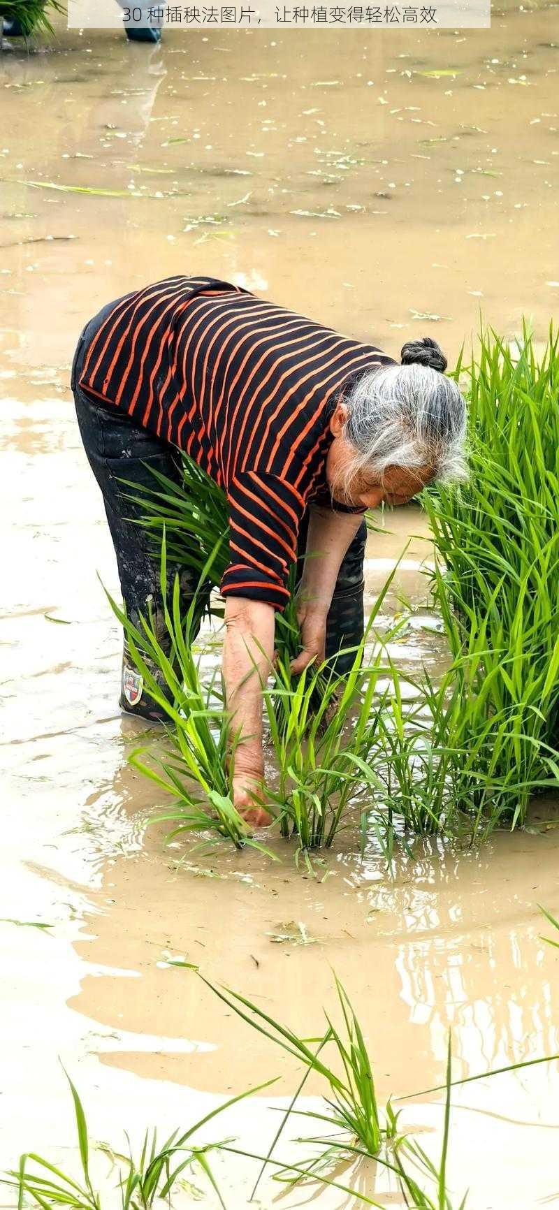 30 种插秧法图片，让种植变得轻松高效