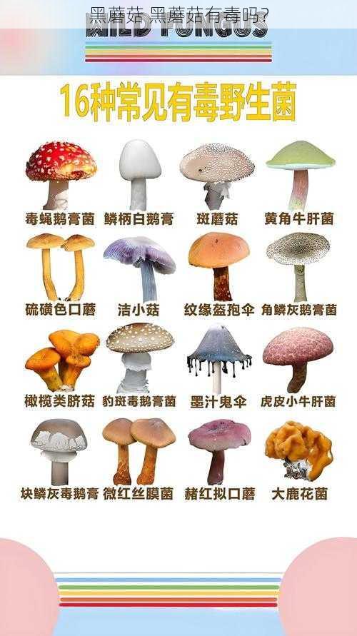 黑蘑菇 黑蘑菇有毒吗？