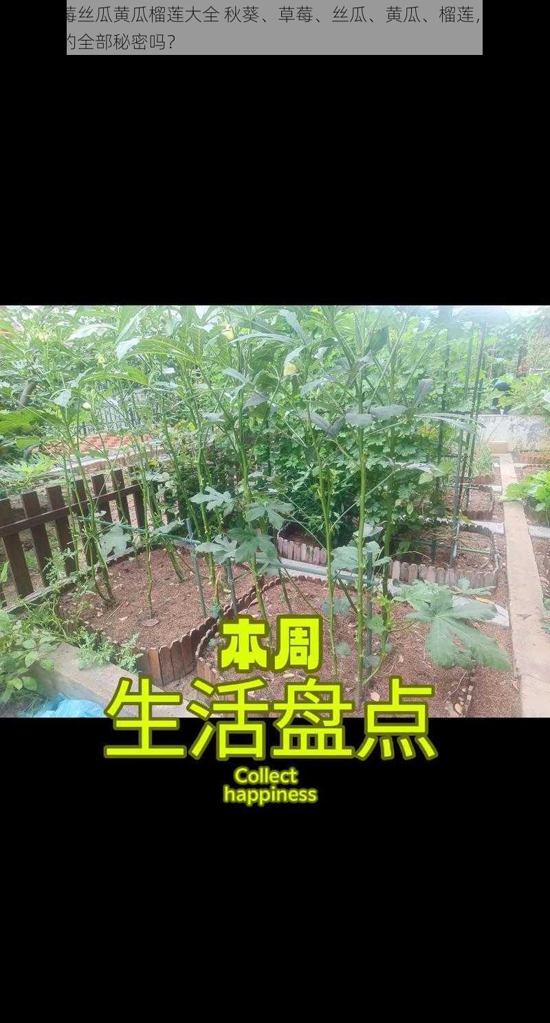 秋葵草莓丝瓜黄瓜榴莲大全 秋葵、草莓、丝瓜、黄瓜、榴莲，你想知道它们的全部秘密吗？