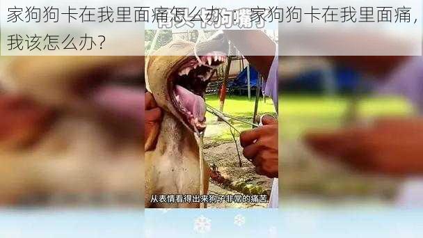 家狗狗卡在我里面痛怎么办-：家狗狗卡在我里面痛，我该怎么办？