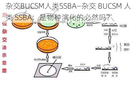 杂交BUCSM人类SSBA—杂交 BUCSM 人类 SSBA：是物种演化的必然吗？