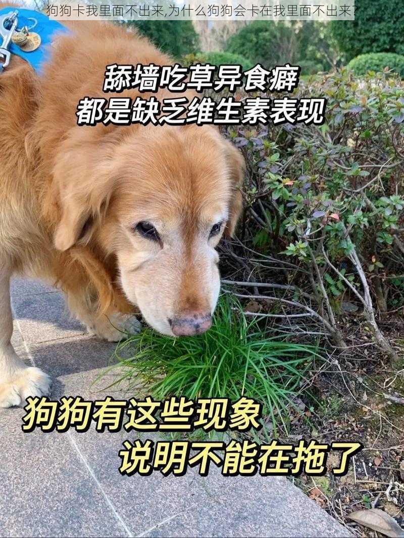 狗狗卡我里面不出来,为什么狗狗会卡在我里面不出来？