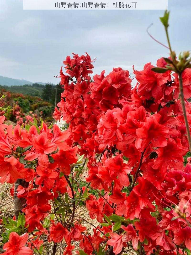 山野春情;山野春情：杜鹃花开