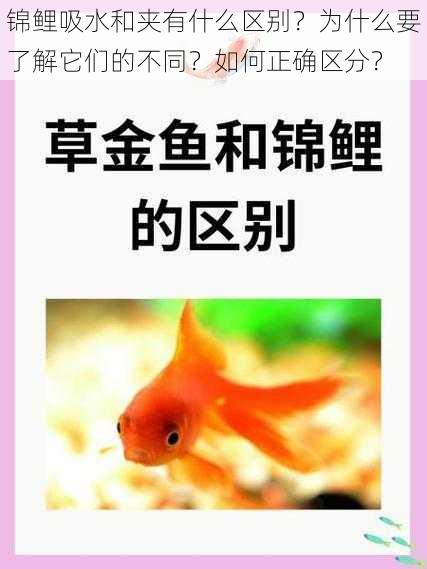 锦鲤吸水和夹有什么区别？为什么要了解它们的不同？如何正确区分？