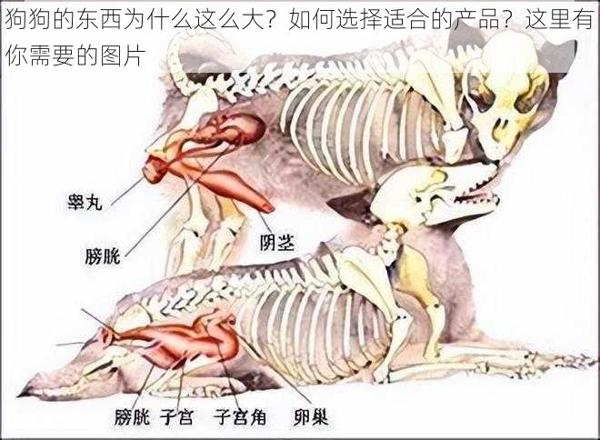 狗狗的东西为什么这么大？如何选择适合的产品？这里有你需要的图片