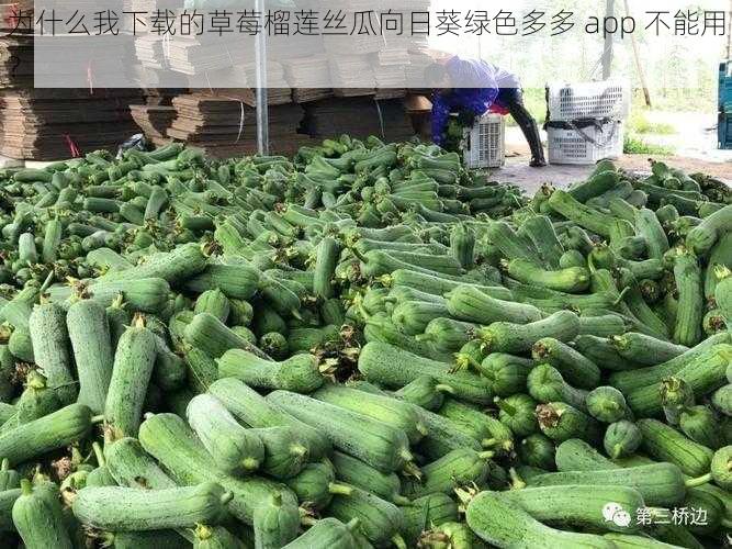 为什么我下载的草莓榴莲丝瓜向日葵绿色多多 app 不能用？