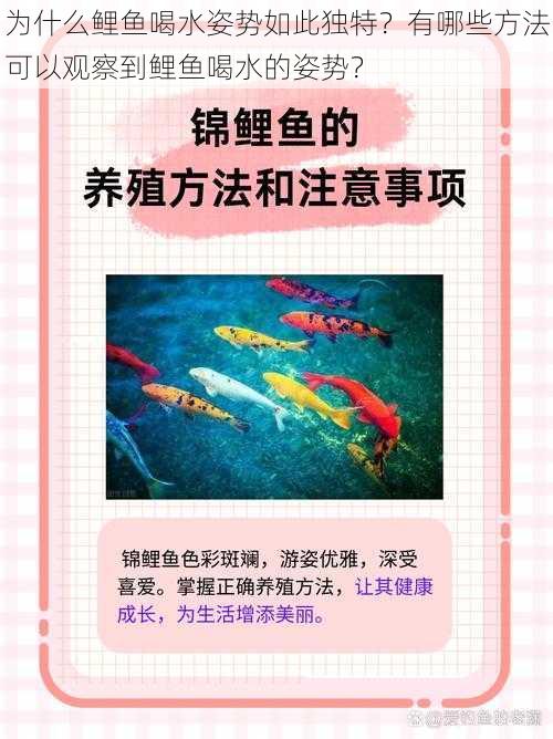 为什么鲤鱼喝水姿势如此独特？有哪些方法可以观察到鲤鱼喝水的姿势？