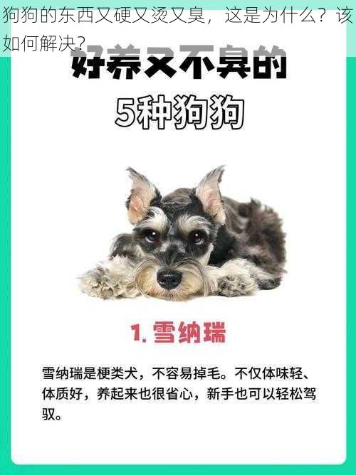 狗狗的东西又硬又烫又臭，这是为什么？该如何解决？