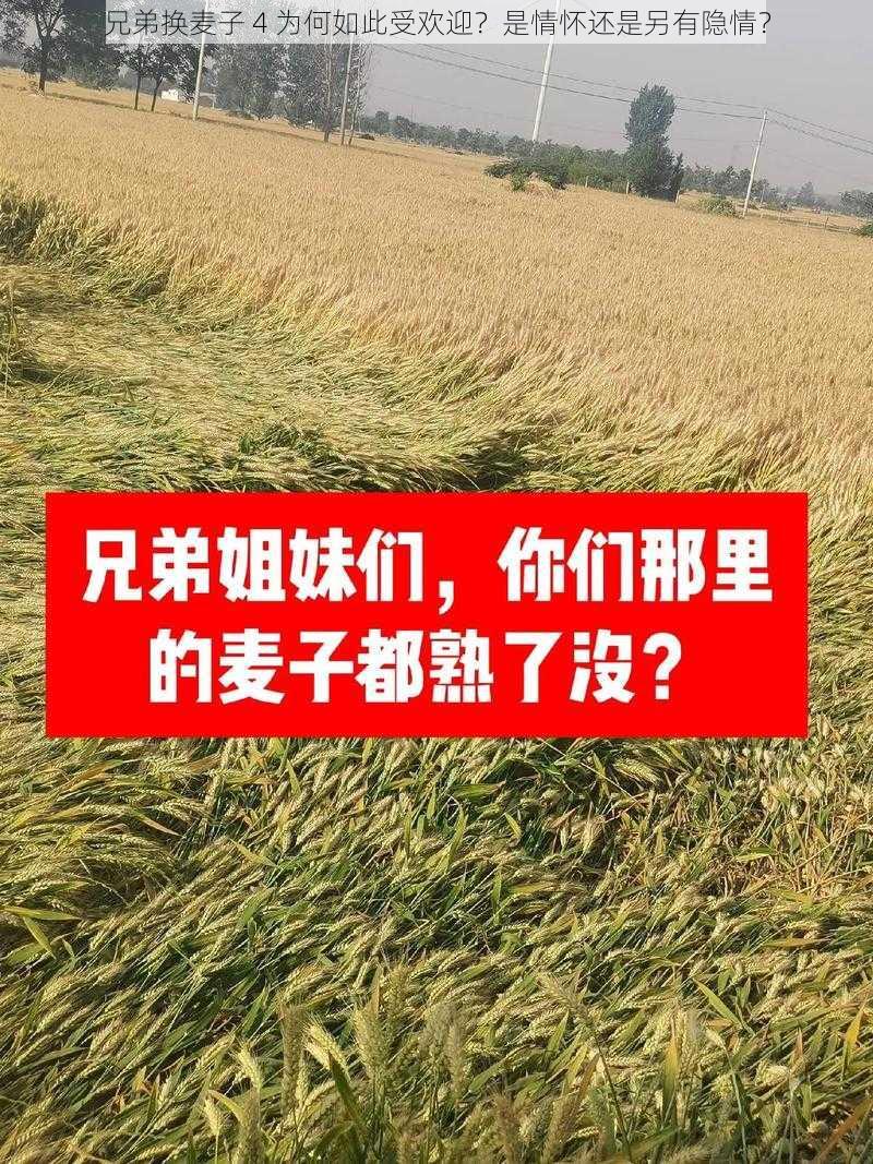 兄弟换麦子 4 为何如此受欢迎？是情怀还是另有隐情？