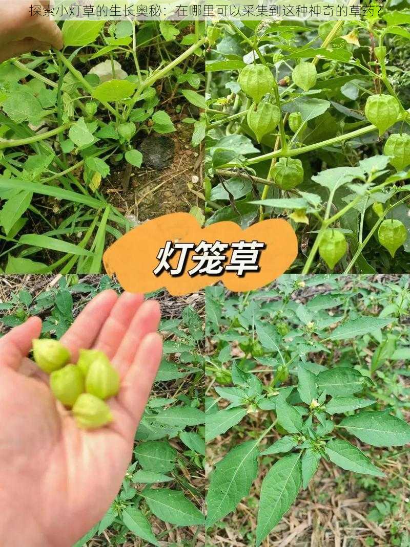 探索小灯草的生长奥秘：在哪里可以采集到这种神奇的草药？