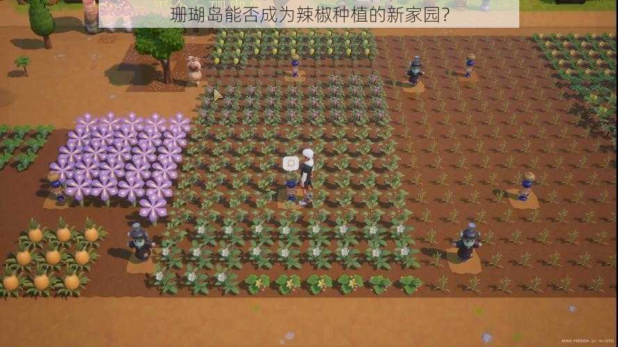 珊瑚岛能否成为辣椒种植的新家园？